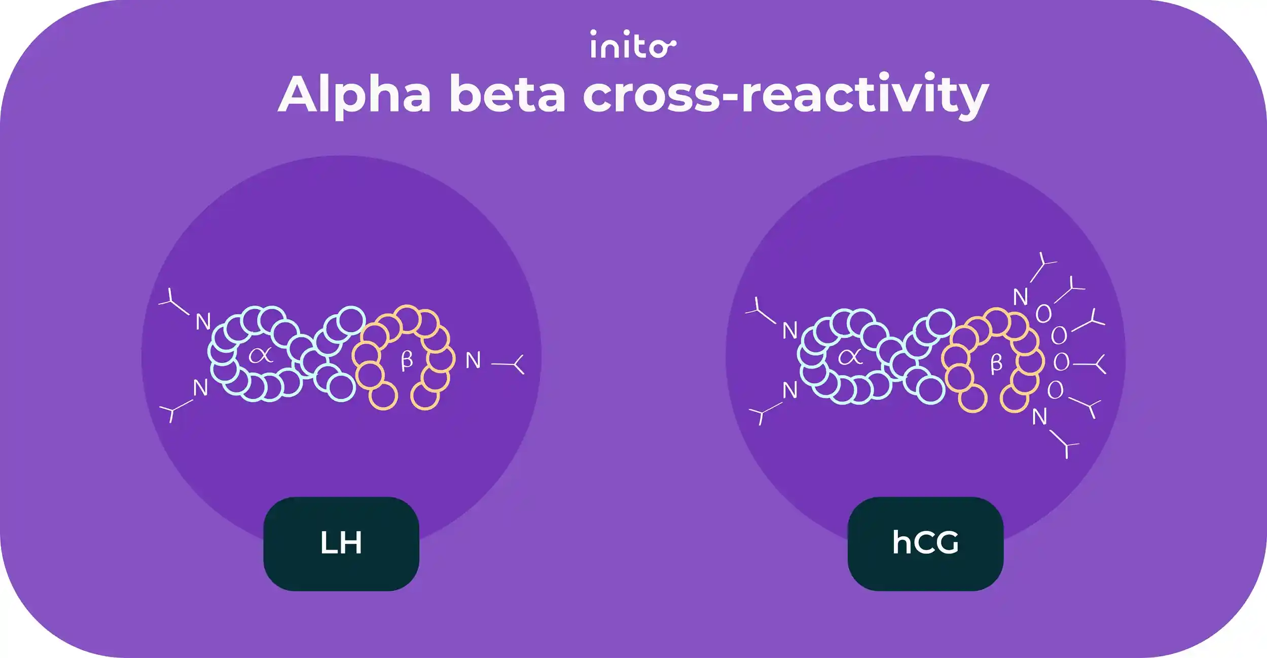 Alpha beta cross reactivity