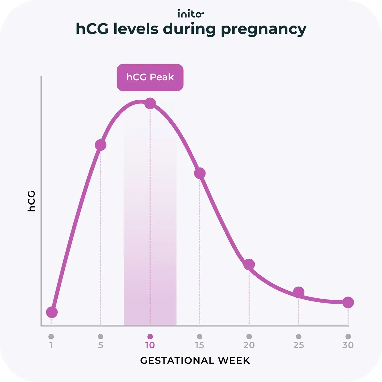 hCG levels during pregnancy