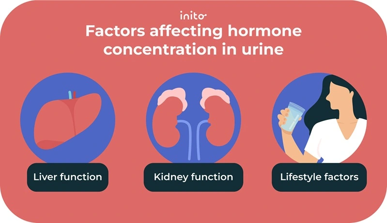 Factors affect the concentration of hormones in urine