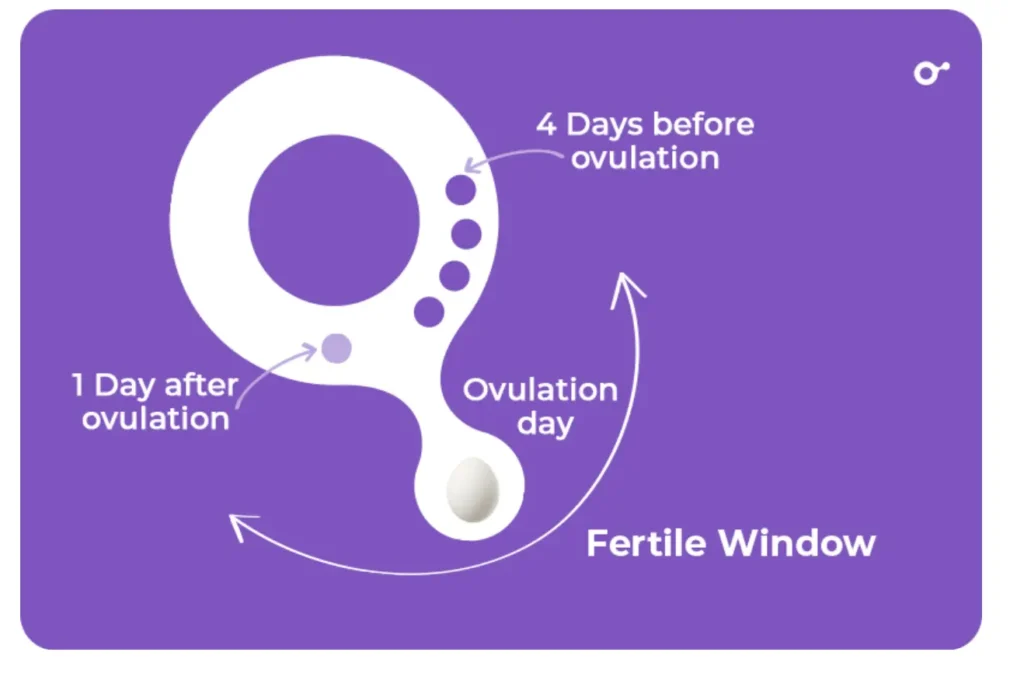 Fertile window