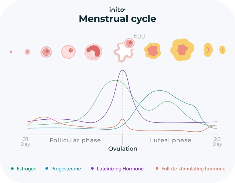 Menstrual cycle