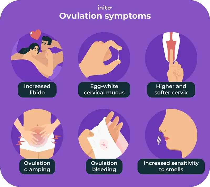 Ouvlation symptoms