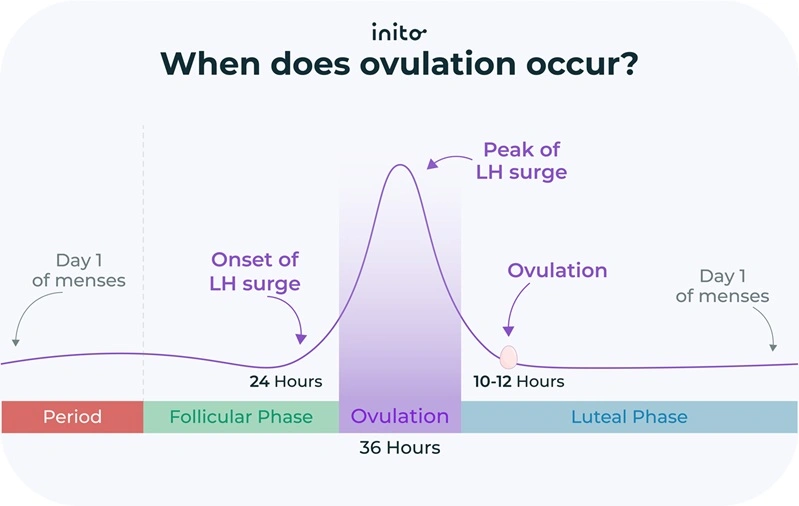 When does ovulation occur?