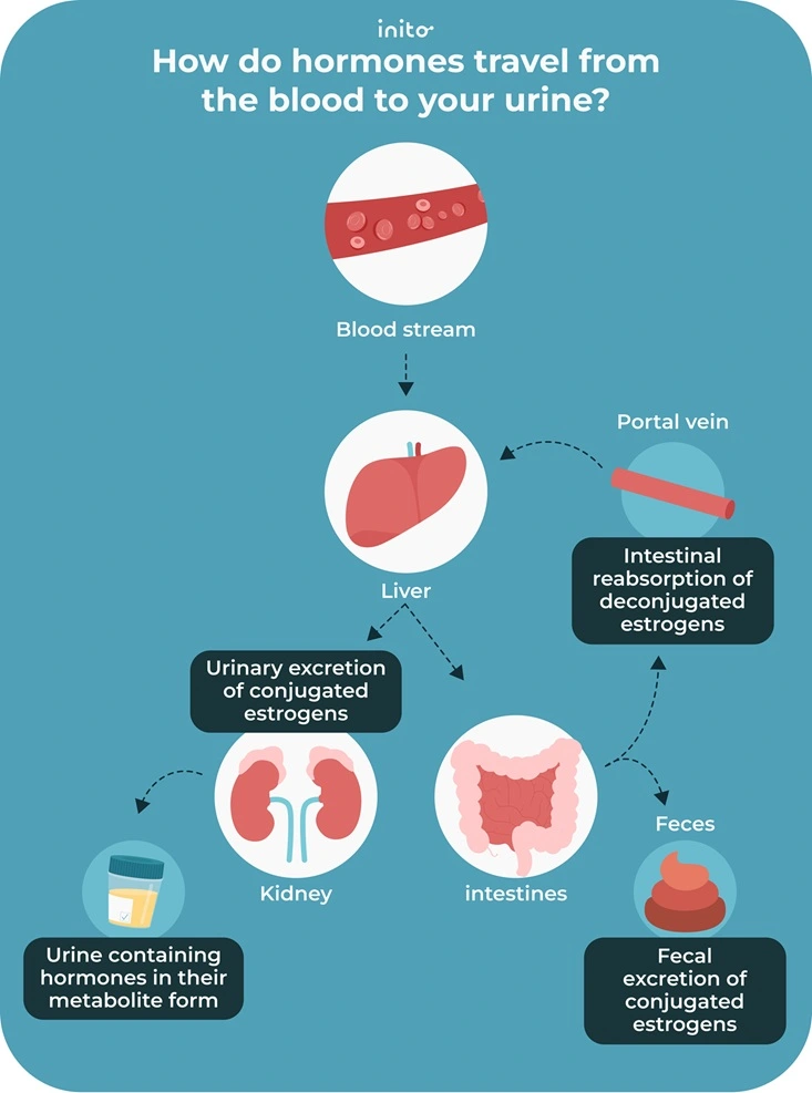 hormones travel from the blood to your urine