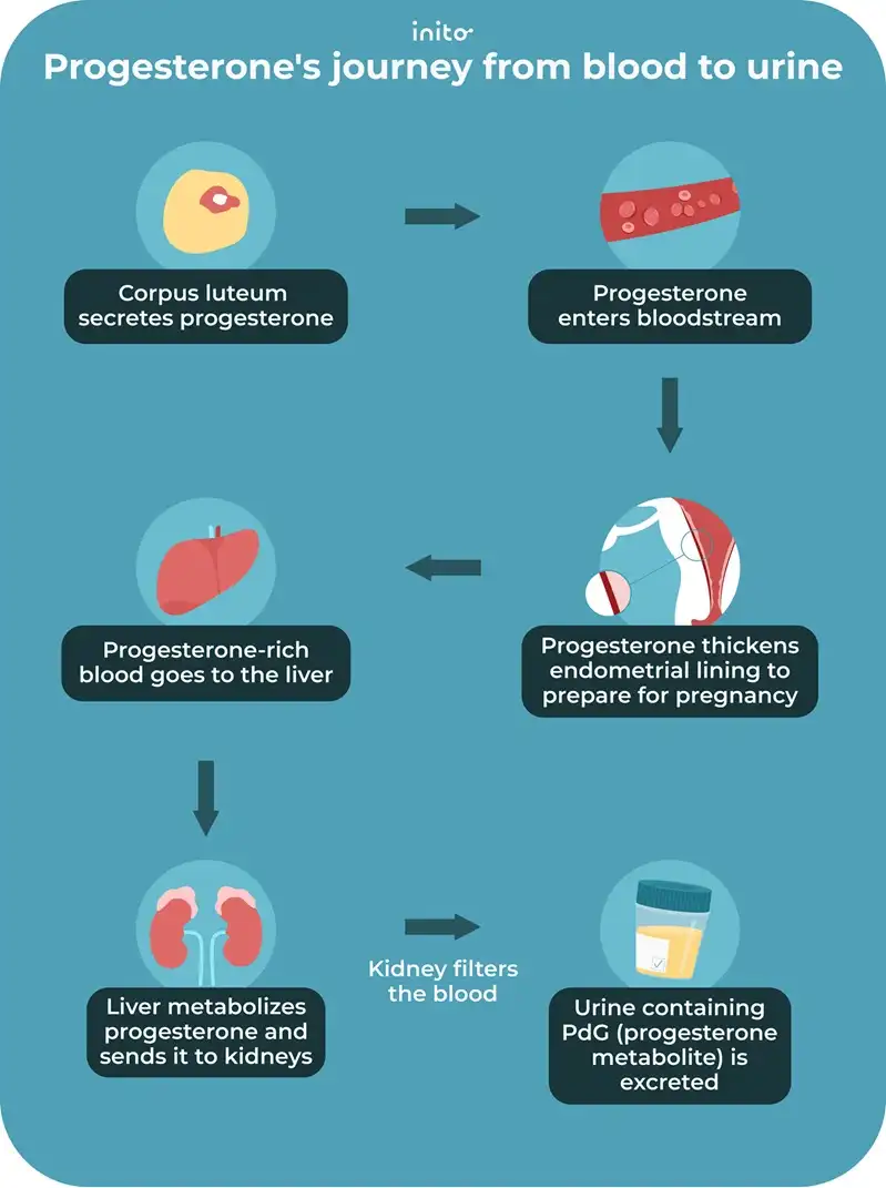 progesterone's journey from blood to urine