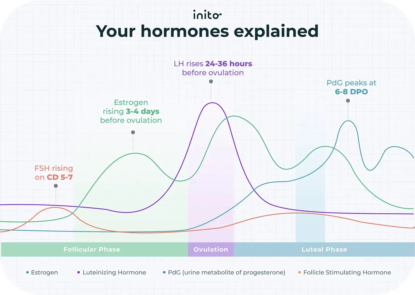 Hormonal shifts during the menstrual cycle