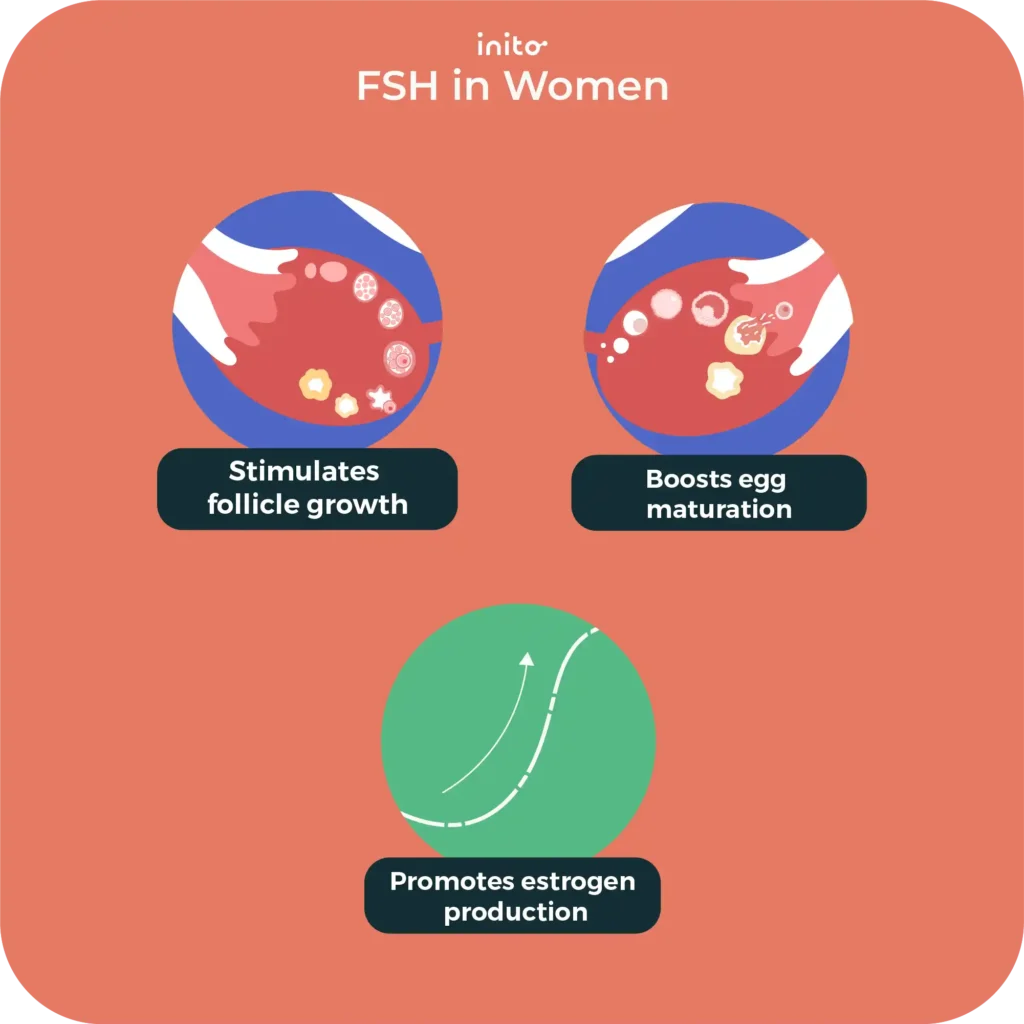 FSH in women