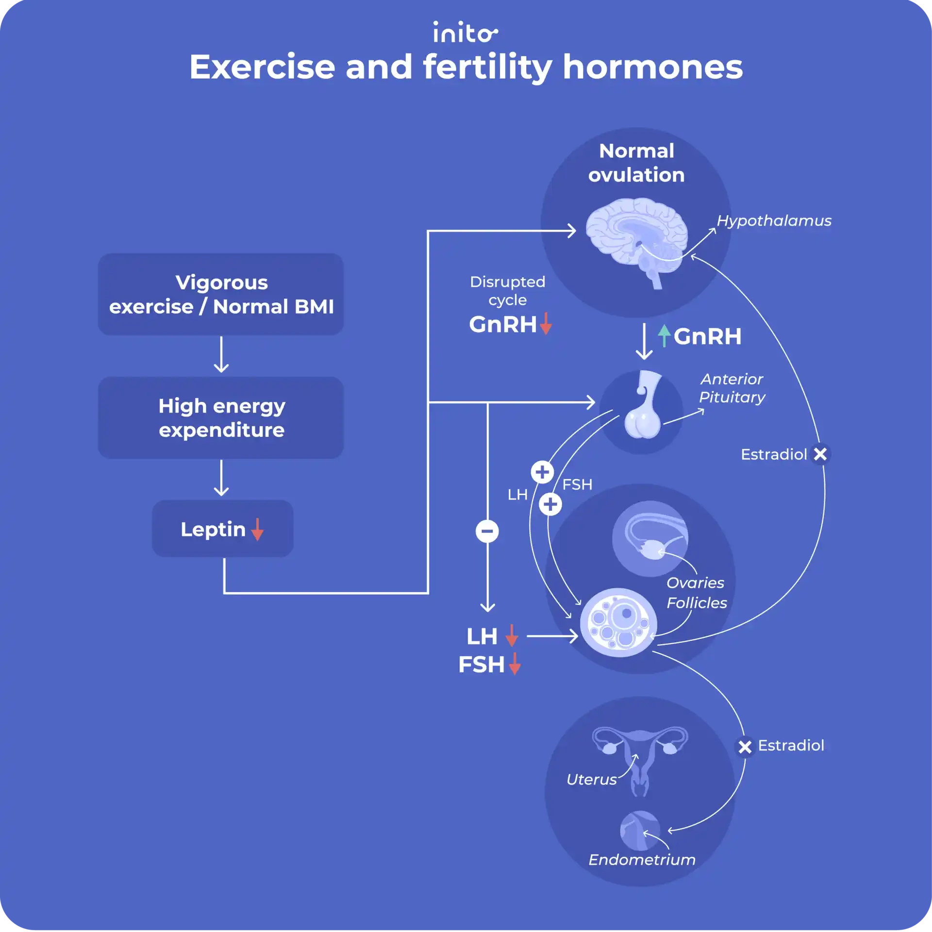Exercise and fertility hormones