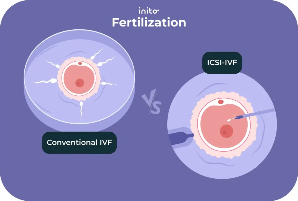 fertilization