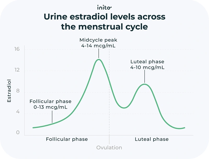Estradiol levels at different phases of the menstrual cycle