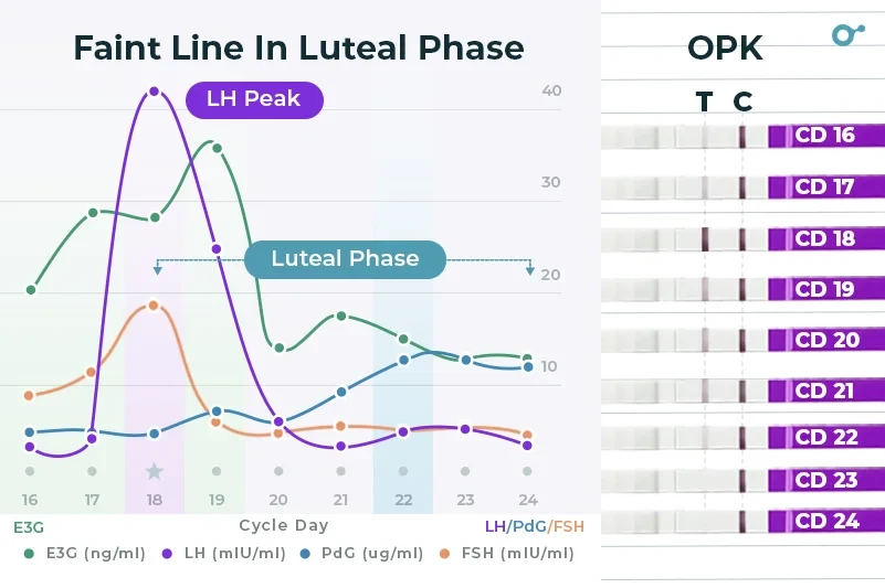 Faint line in luteal phase