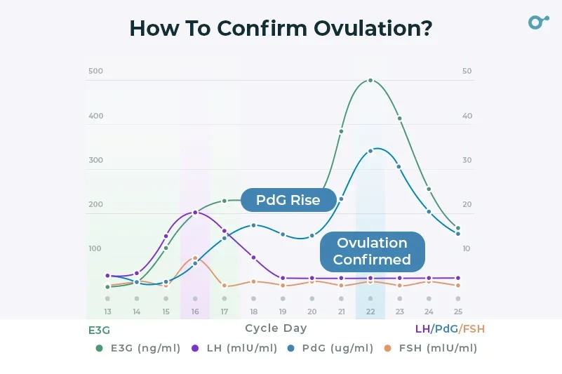 How to confirm ovulation