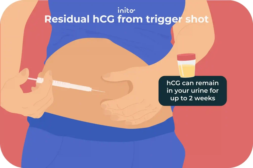 Positive Pregnancy Test Then Negative Next Day? 4 Residual hCG trigger shot