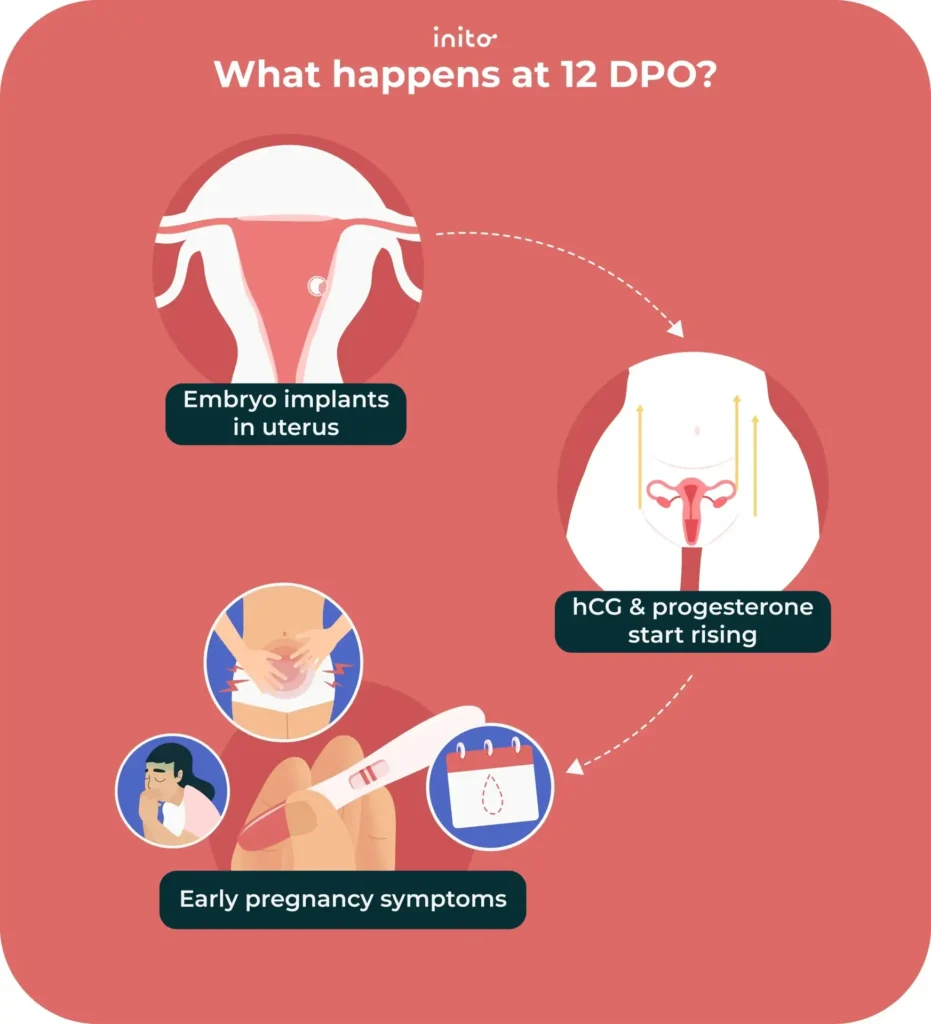 Pregnancy Symptoms at 12 DPO: What To Expect 1 What happens at 12 DPO