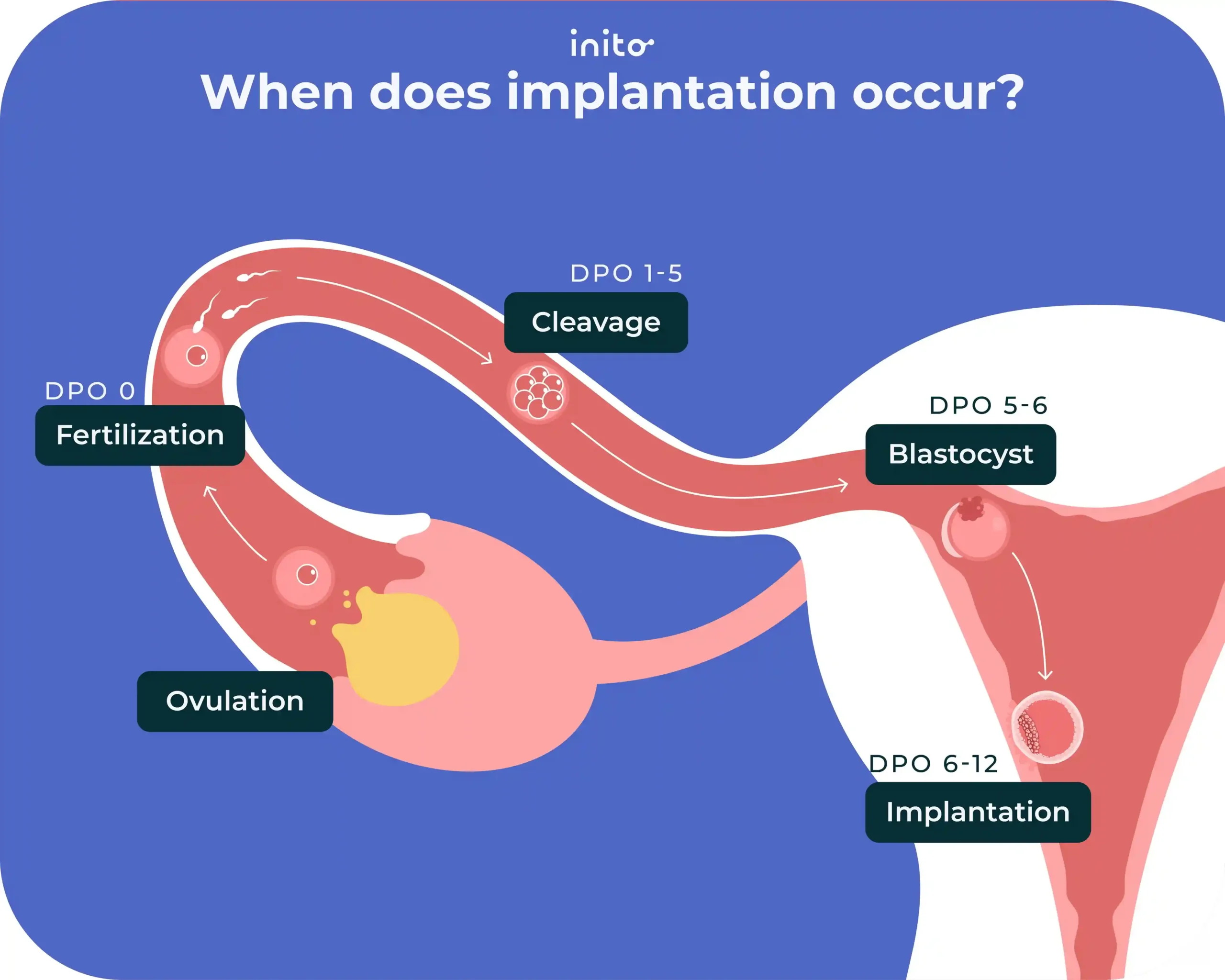 When does implantation occur