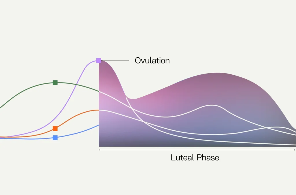 Luteal Phase: All the Science, Simplified