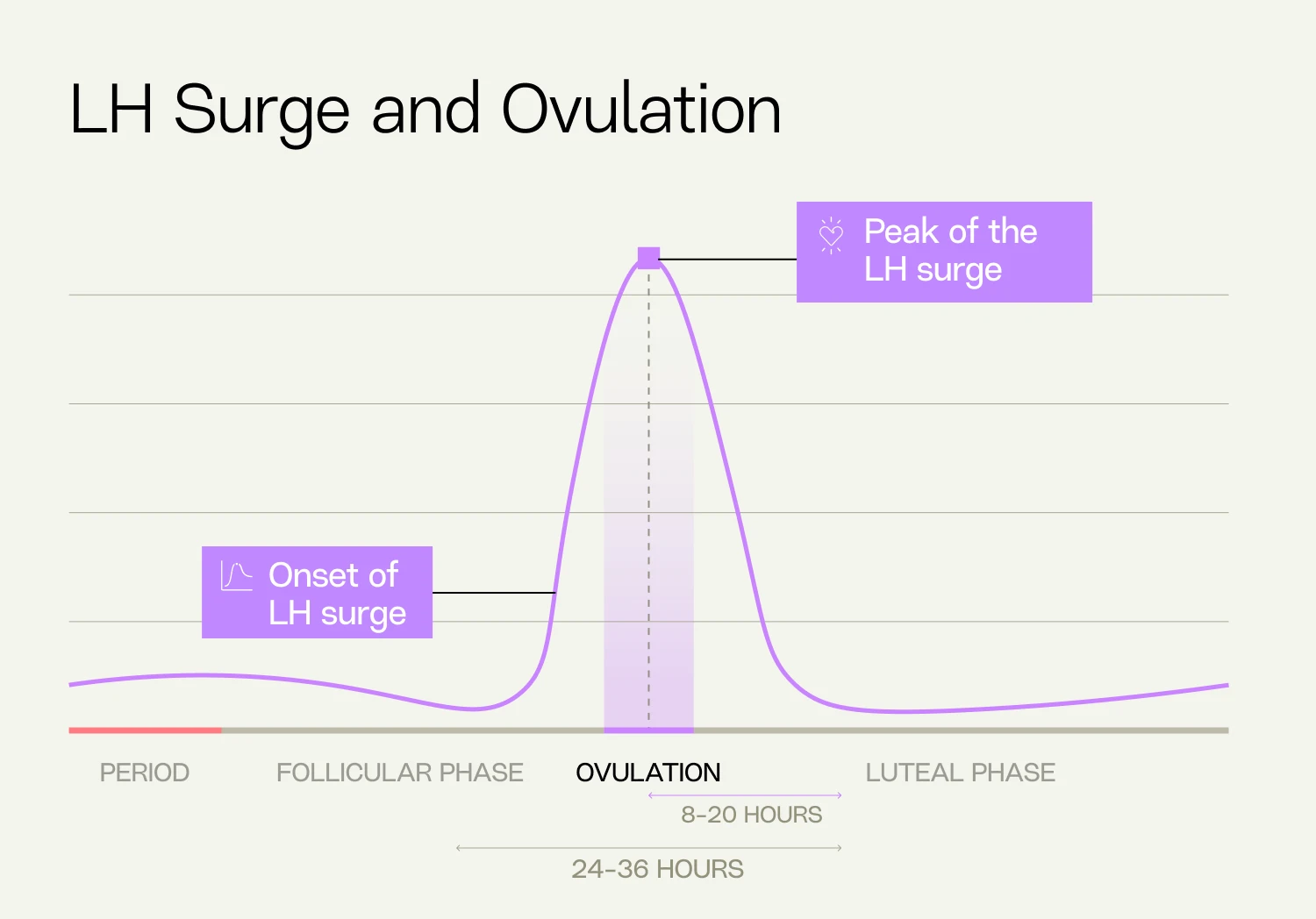 LH Surge and Ovulation