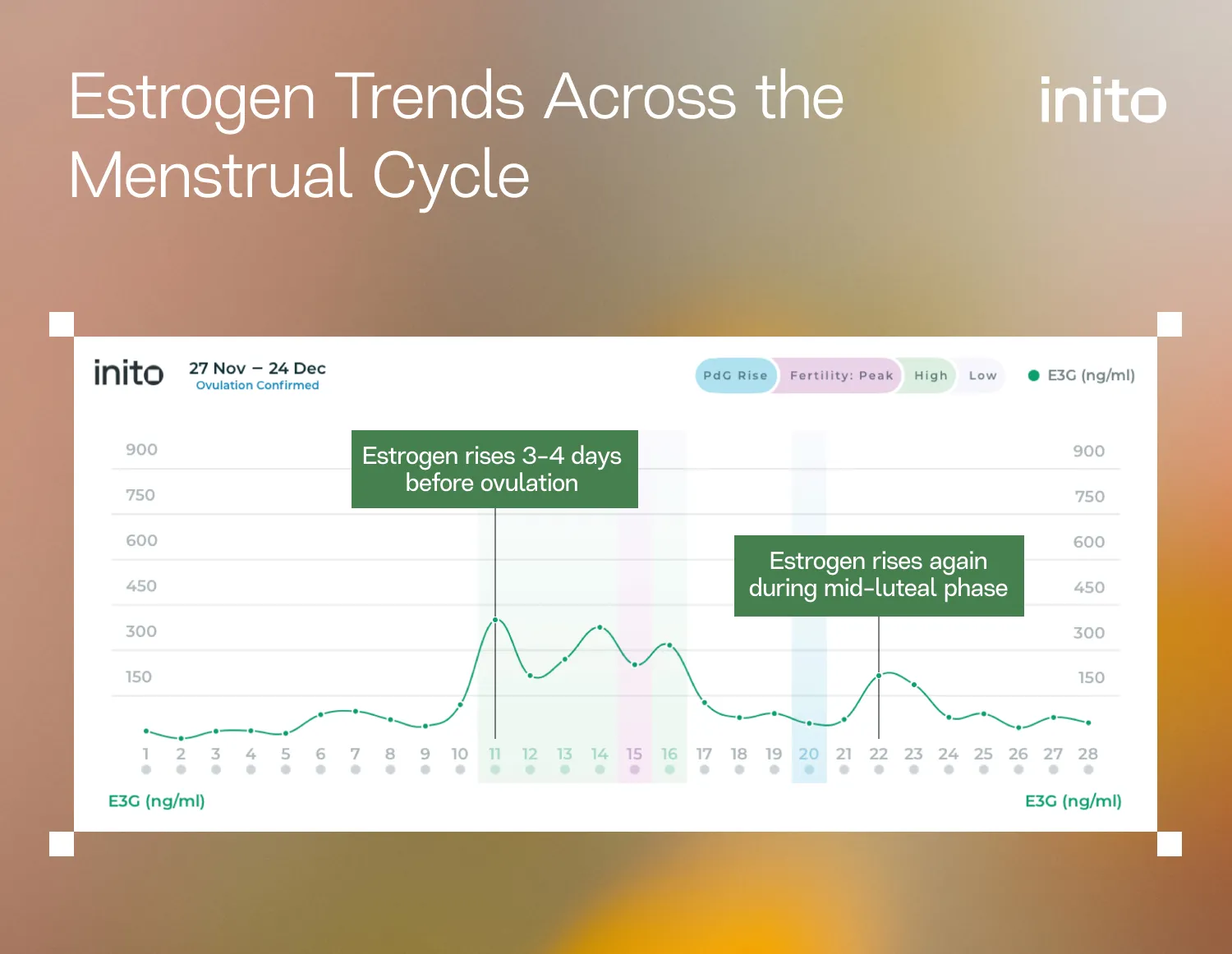 Estrogen Trends Across the Menstrual Cycle