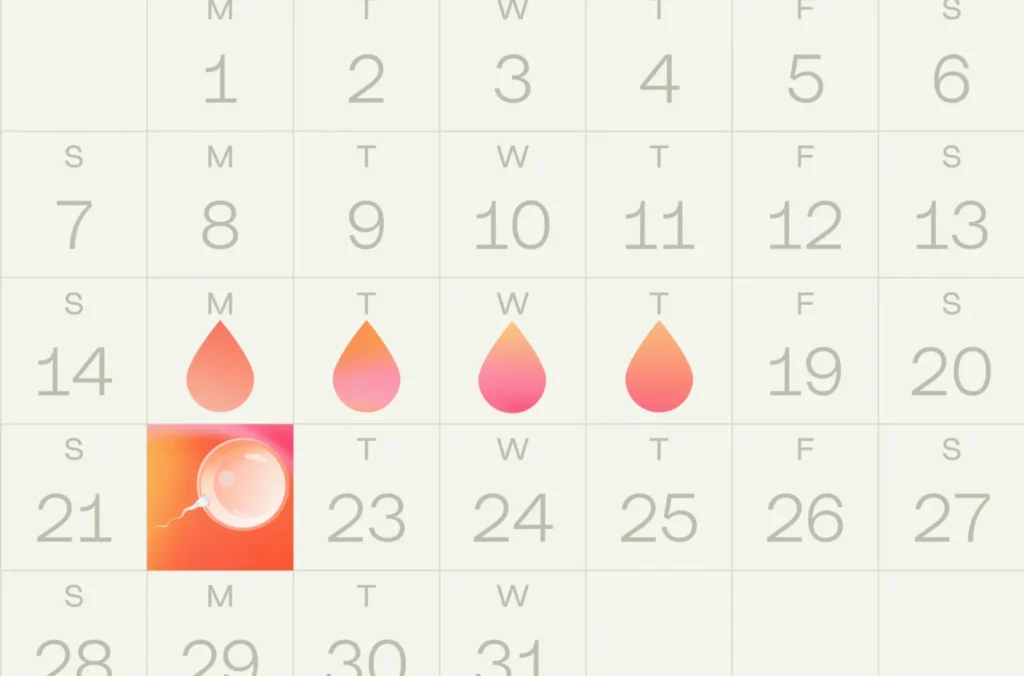 Ovulation calculator calendar highlighting fertile window and ovulation day