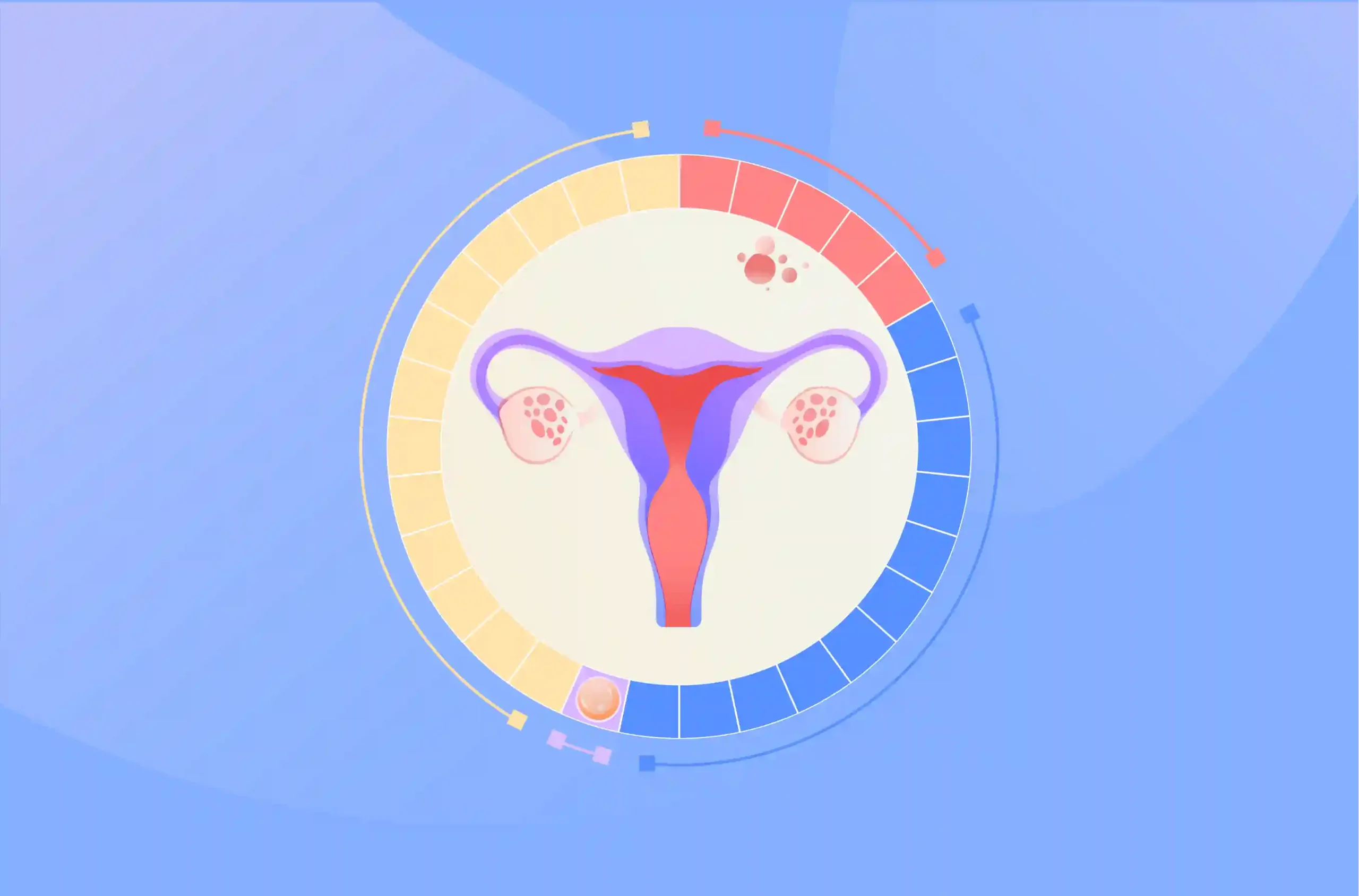 menstrual cycle basics​